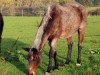 broodmare Adele VI (Trakehner, 1987, from Bukephalos)