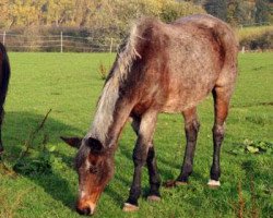 Zuchtstute Adele VI (Trakehner, 1987, von Bukephalos)