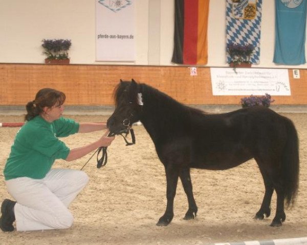 Zuchtstute Naomi (Shetland Pony, 2005, von Georg)