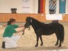 broodmare Naomi (Shetland Pony, 2005, from Georg)