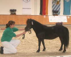 broodmare Naomi (Shetland Pony, 2005, from Georg)