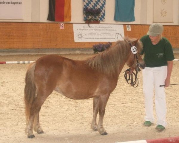 broodmare Loni (Dt.Part-bred Shetland pony, 2005, from Georg)