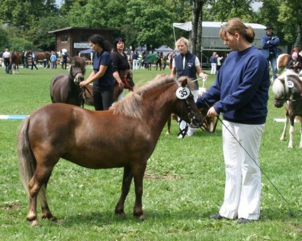 Zuchtstute Amy 171 (Shetland Pony, 2005, von Mylord)