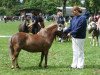 broodmare Amy 171 (Shetland Pony, 2005, from Mylord)