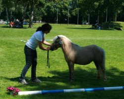 Zuchtstute Girli (Shetland Pony, 2007, von Mylord)