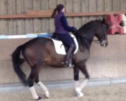 dressage horse Happy Boy I. (Trakehner, 2002, from Gortus)