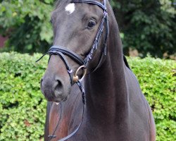 dressage horse Sterntänzer S (Trakehner, 2010, from Hibiskus)