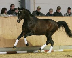 stallion Opernball (Trakehner, 1995, from Polarpunkt)