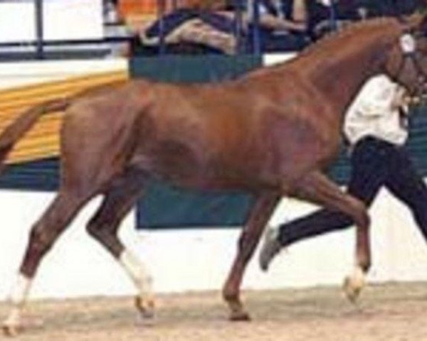 stallion Mon Baron (Trakehner, 2003, from Münchhausen)