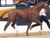 Deckhengst Mon Baron (Trakehner, 2003, von Münchhausen)