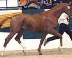 Deckhengst Mon Baron (Trakehner, 2003, von Münchhausen)