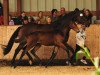 broodmare Sterntänzerin (Trakehner, 2011, from Singolo)