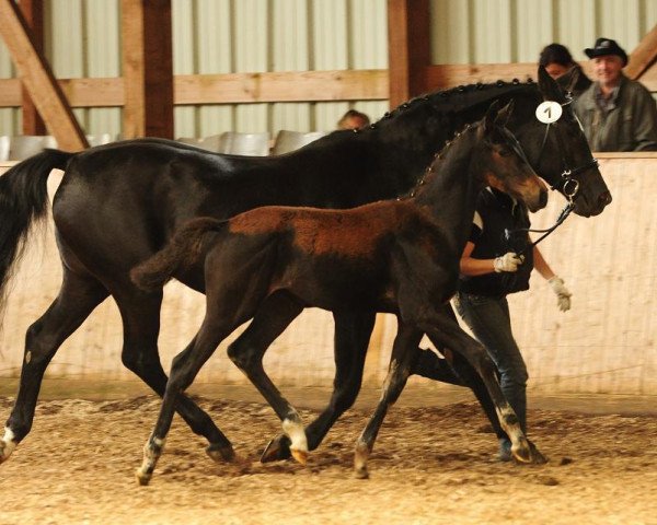 Zuchtstute Lofota (Trakehner, 2011, von Freudenfest)