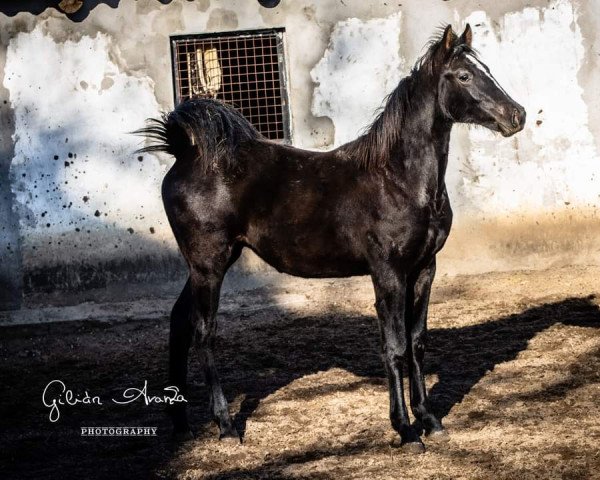 Springpferd Lugio de Gilián (Ungarisches Warmblut, 2021, von Zapatero VDL)