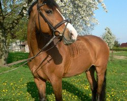 dressage horse Limas (Holsteiner, 2000, from Linaro)