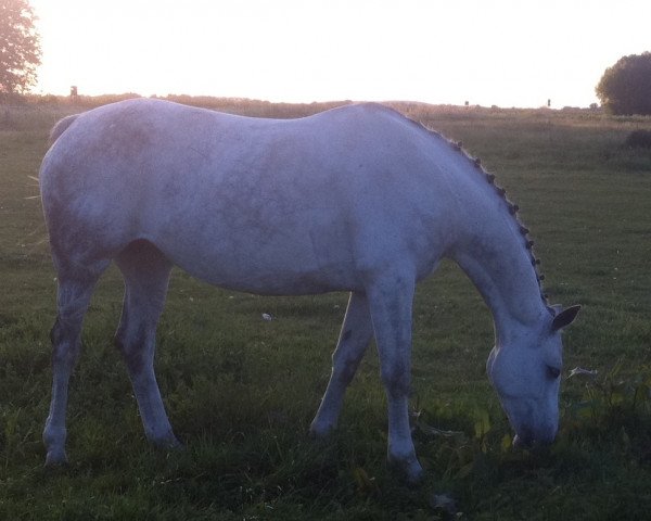 broodmare Poesie (Brandenburg, 2002, from Prinz Romadour)