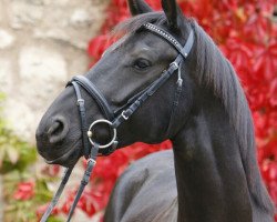 dressage horse Royal Noir 3 (Hanoverian, 2004, from Rosentau)