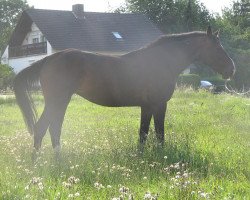 jumper Remember Me (Hanoverian, 2001, from Rabino)