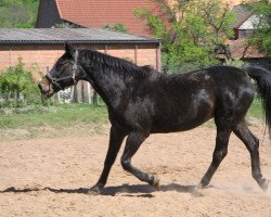 broodmare Madame (Hanoverian, 1981, from Madras I)