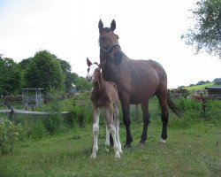 broodmare Woriana (Hanoverian, 1992, from Walzertraum)