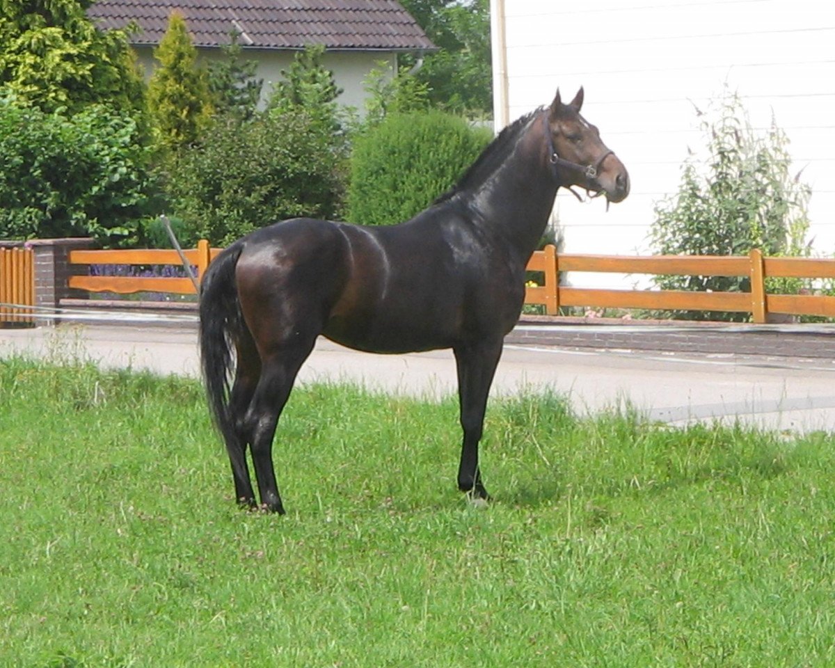 jumper Count on Me (Hanoverian, 2007, from Count Grannus)