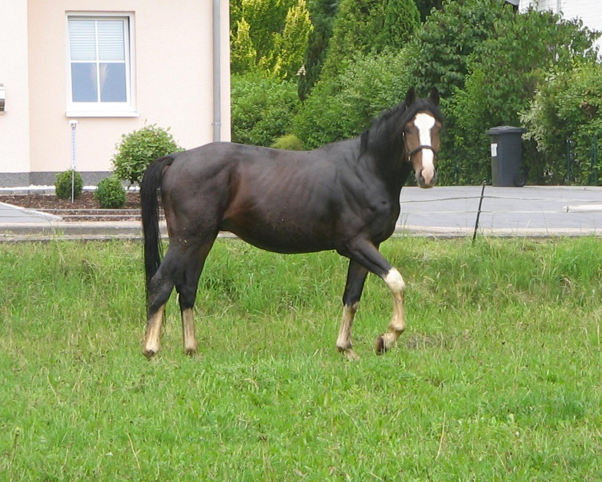 dressage horse Consider Me (Hanoverian, 2008, from Count Grannus)