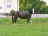 dressage horse Consider Me (Hanoverian, 2008, from Count Grannus)