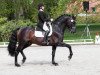 dressage horse Smart little Boy 2 (German Sport Horse, 2003, from Samba Hit I)