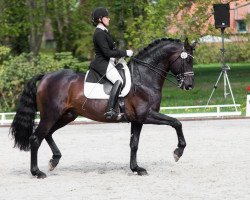 dressage horse Smart little Boy 2 (German Sport Horse, 2003, from Samba Hit I)