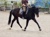 broodmare Swinging Babe S (German Sport Horse, 2005, from Samba Hit I)