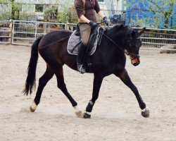 broodmare Swinging Babe S (German Sport Horse, 2005, from Samba Hit I)