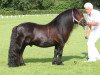 Deckhengst Sandro v. Stal Langelo (Shetland Pony, 2002, von Oberon van Stal Volmoed)