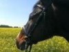 Pferd Colander (Brandenburger, 2004, von Corum)