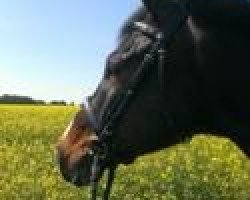 horse Colander (Brandenburg, 2004, from Corum)