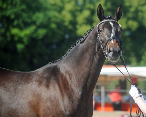 broodmare Kaiserspiel (Trakehner, 2008, from Exclusiv)