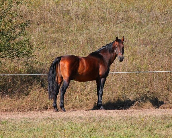 stallion Lieutenant (Holsteiner, 1992, from Lavall II)