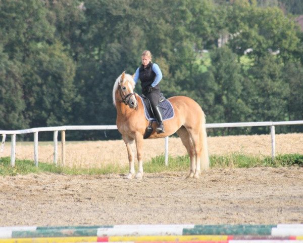 Zuchtstute Umbrella (Haflinger, 2003, von 1338 Afghan II)