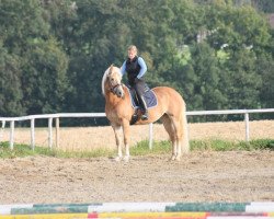 broodmare Umbrella (Haflinger, 2003, from 1338 Afghan II)