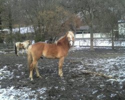 Pferd Nemo (Haflinger, 2008, von Nordtirol)