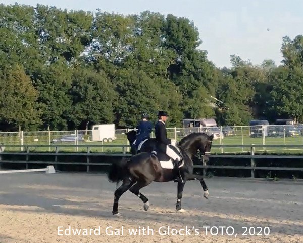dressage horse Glock's Toto Jr. N.O.P. (Hanoverian, 2011, from Totilas)