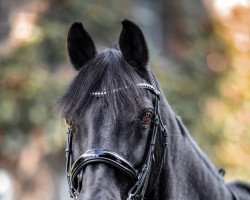 dressage horse Voices (German Riding Pony, 1995, from Vulkan)