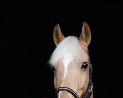 dressage horse Victor 153 (German Riding Pony, 2007, from Varus)