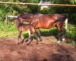 broodmare Lewana (German Warmblood, 2013, from Lieutenant)