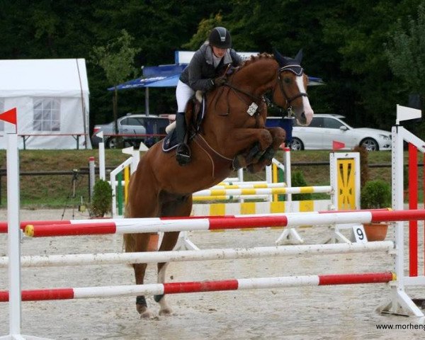 jumper Cassino 16 (Oldenburg, 2008, from Cassiano)