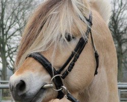 stallion Uno N.2645 (Fjord Horse, 2006, from Ljosprins 4 F)