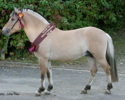 stallion Vajeur (Fjord Horse, 2007, from Valør Halsnæs)