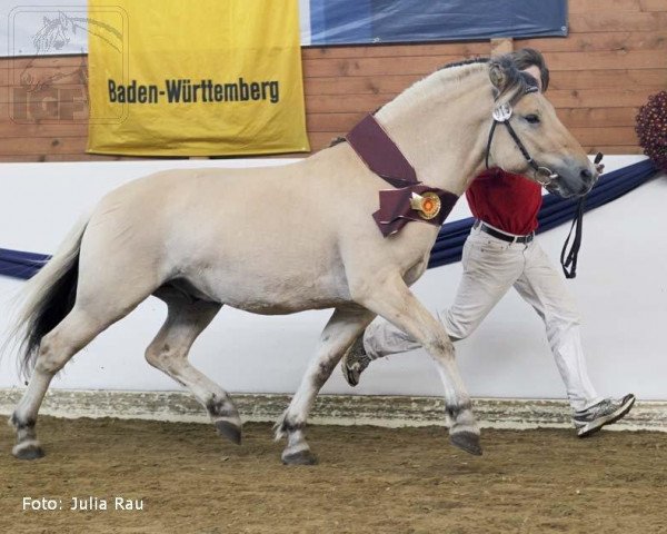 stallion Valentino (Fjord Horse, 2009, from Valør Halsnæs)
