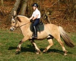 stallion Valør Halsnæs (Fjord Horse, 1994, from Nikk Halsnæs)