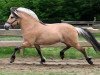 stallion Vasco (Fjord Horse, 2001, from Inco)