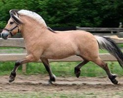 stallion Vasco (Fjord Horse, 2001, from Inco)